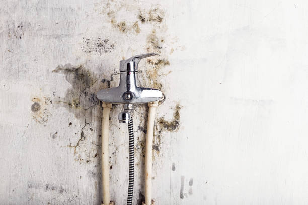 Office Mold Removal Services in Cayucos, CA
