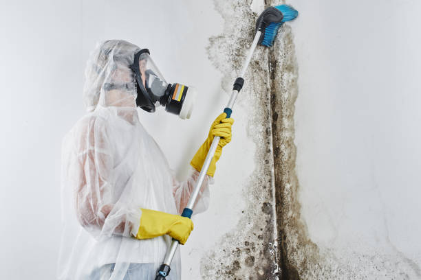 Best Mold Removal Specialists  in Yucos, CA