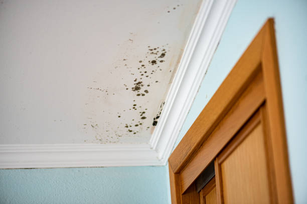 Best Professional Mold Removal  in Yucos, CA