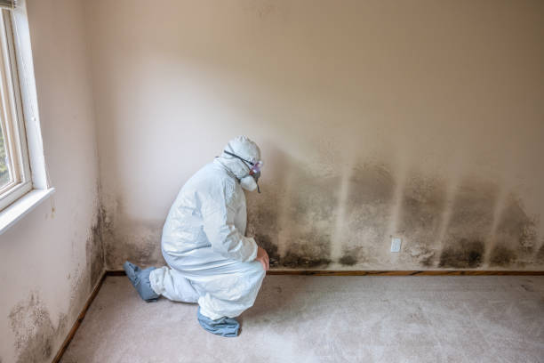 Best Mold Remediation  in Yucos, CA
