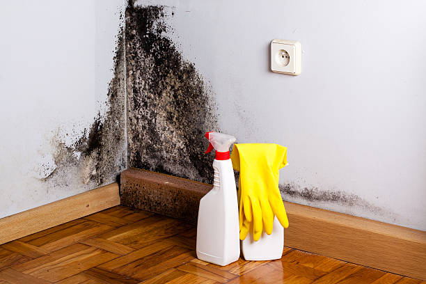Mold Testing and Removal in Cayucos, CA